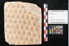 Foto (Objekt + Etikett) von Lepidodendron sp.  (NHMW-GEO-2024-0188-11169)